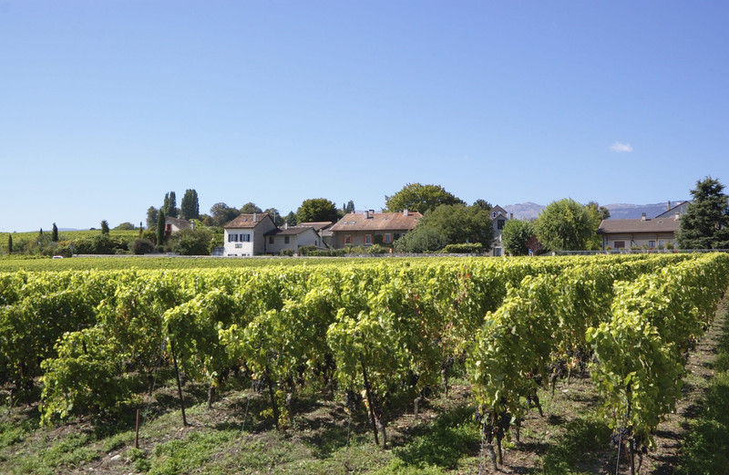 VIGNOBLES DE LA COMBE DE SAVOIE