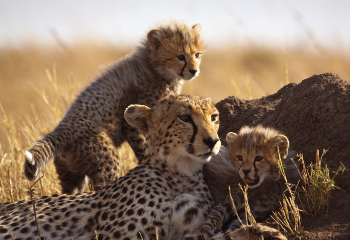 Réserve de chasse du Masai Mara