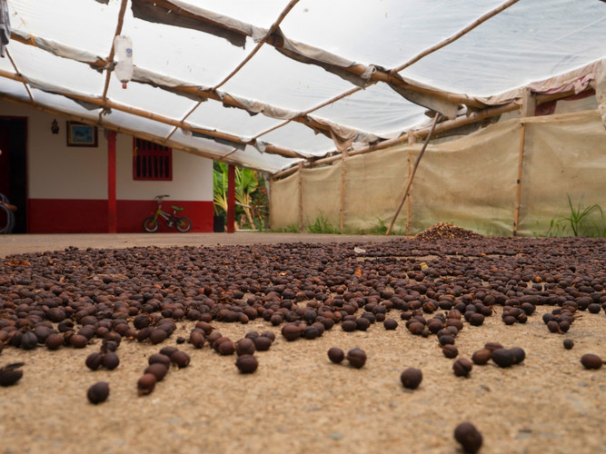Découverte de la culture de la zone du café hébergé par une famille de producteur