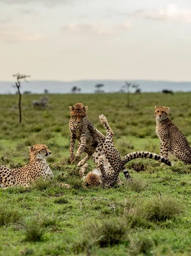 Maasai Mara – Full Day Safari