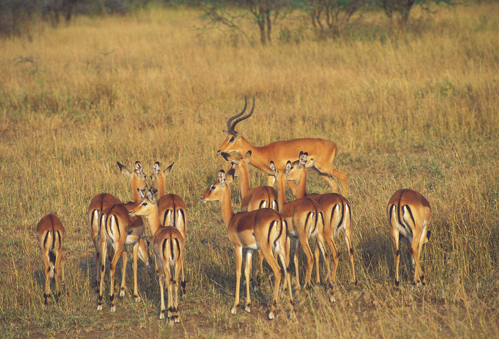 Safaris dans le Serengeti