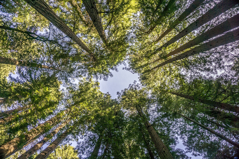 Muir Woods et Napa Valley