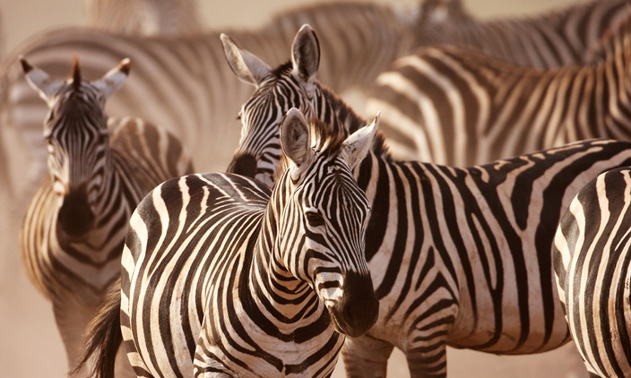 Nairobi-Amboseli National Park