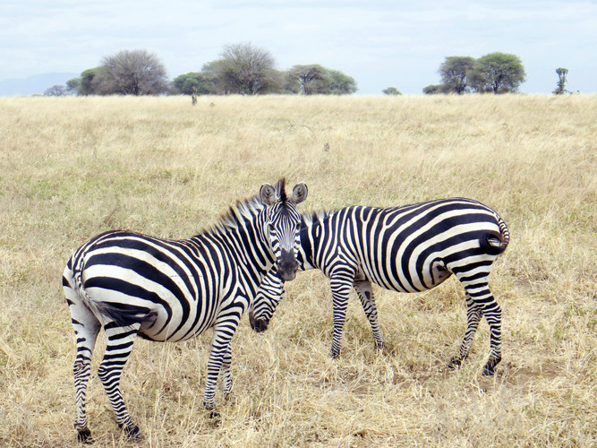 Arusha Town – Tarangire NP - FB