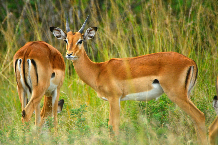 Subukia - Masai Mara (5h30 de route hors pauses)