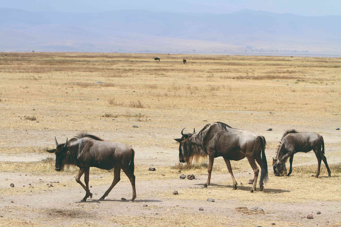 Observation du cratère du Ngorongoro