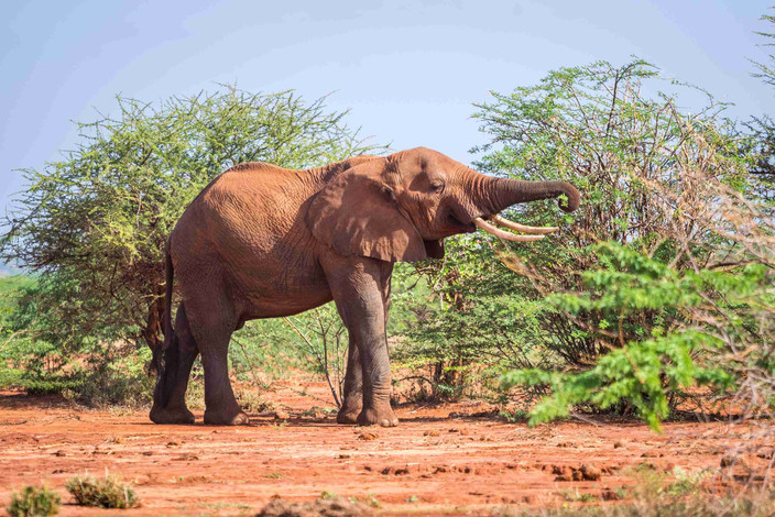 Parc national Tsavo West
