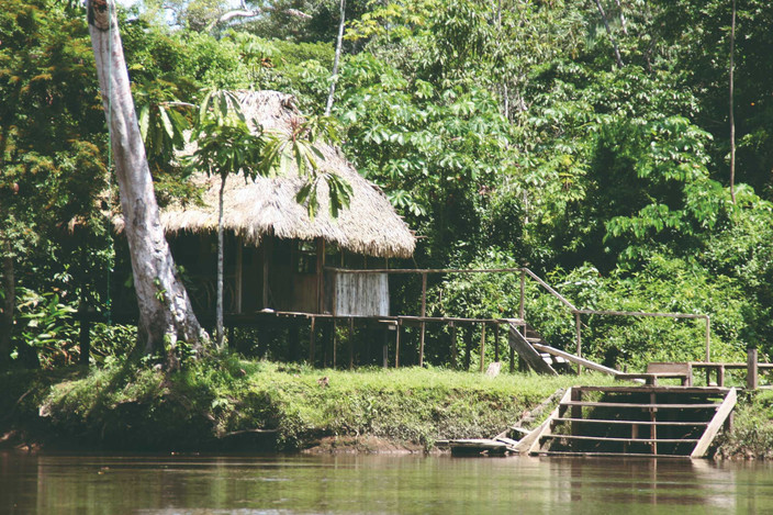 Première ballade en forêt tropicale