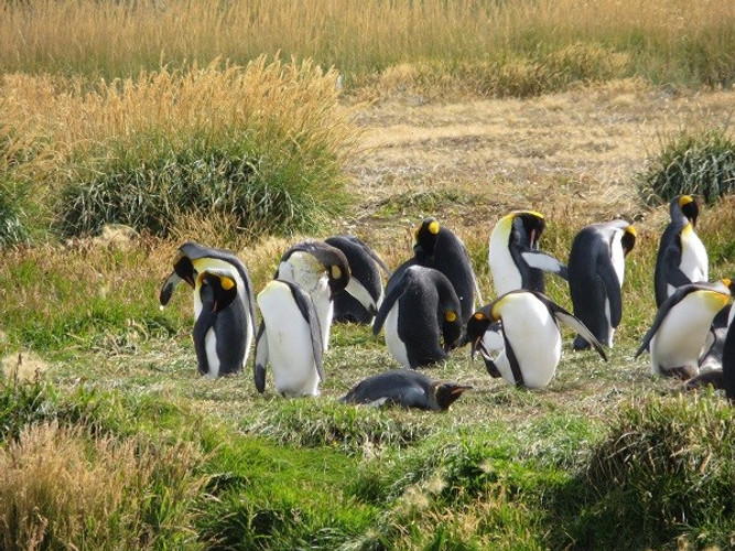 TERRE DE FEU -  PUNTA ARENAS