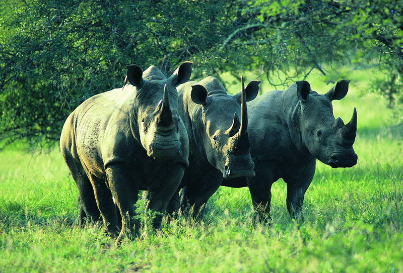 Transfert vers la randonnée des rhinocéros au sanctuaire des rhinocéros de Ziwa.