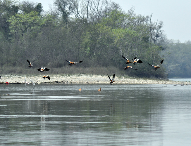 Chitwan