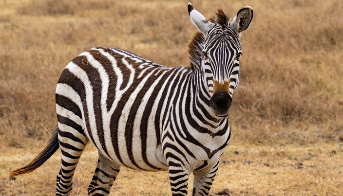 Sud Serengeti