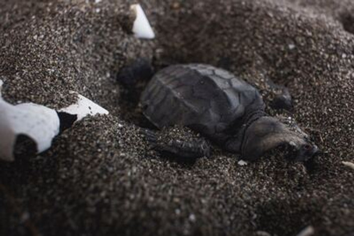 Les Tortues Ninja débarquent !