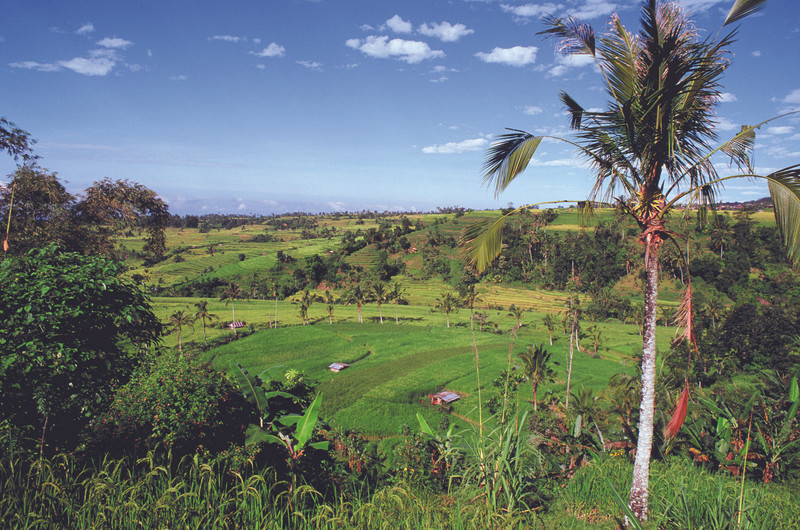 Le marché de Pasar Badung - Jatiluwih - Munduk