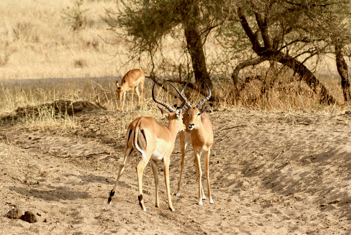 tarangire