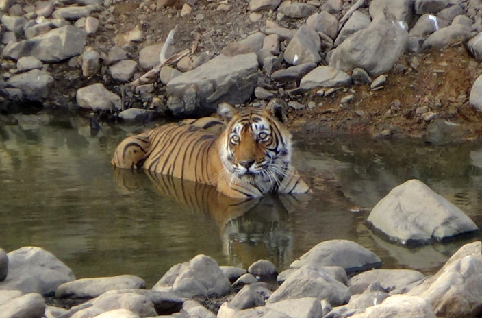 Ranthambore