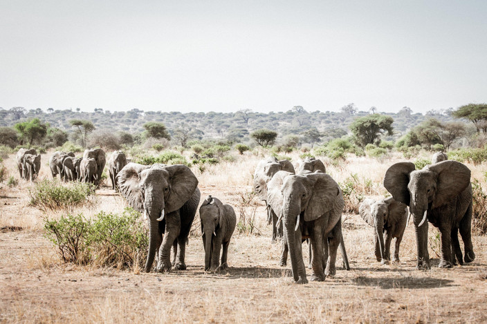 Tarangire Elephants