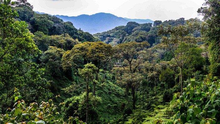 Promenade dans la canopée et visite du communauté locale au Nyungwe