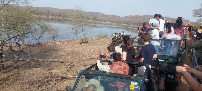 RANTHAMBORE (occasion de voir un tigre)