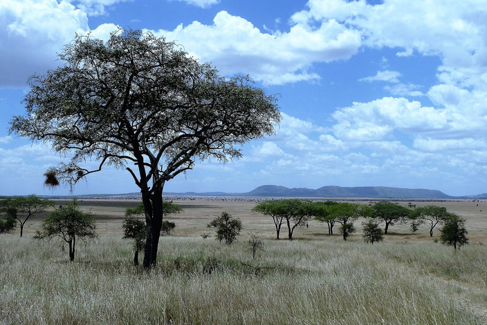 Parc national du Serengeti