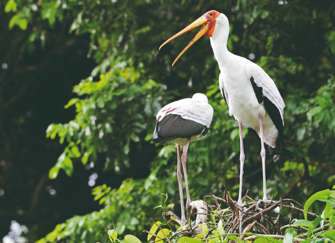 Visite du parc national du lac Manyara - Arusha