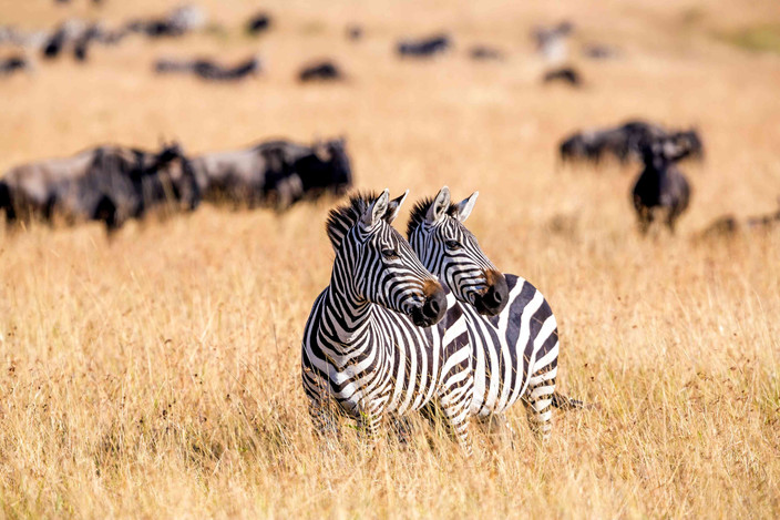 Route vers le parc national central du Serengeti