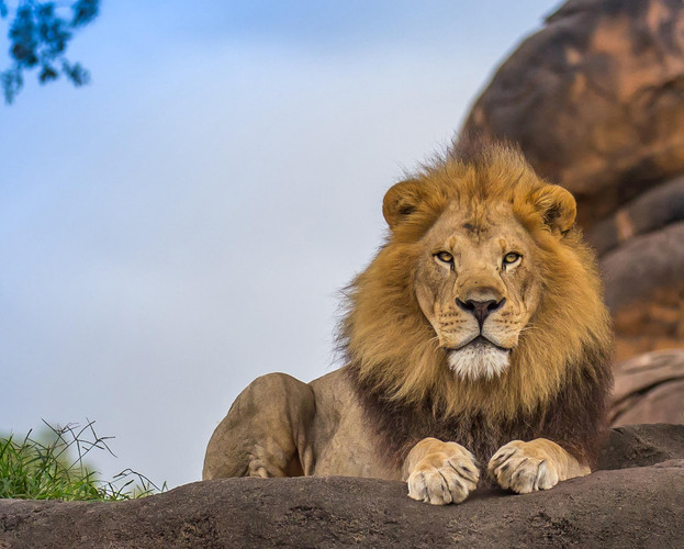 Rencontre avec Daktari - Le parc Kruger grandeur nature