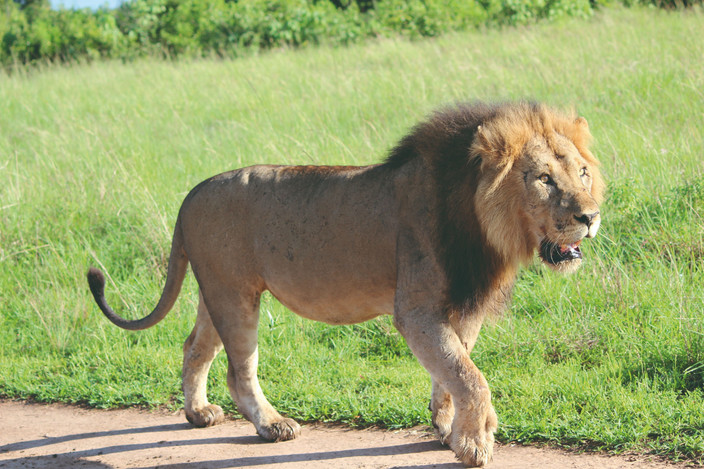 Visite du parc national de Queen Elisabeth pour y voir des animaux