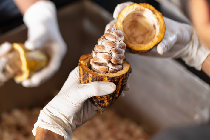 Devenir spécialiste du cacao