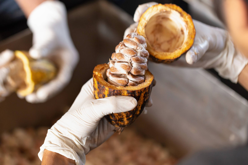 Devenir spécialiste du cacao