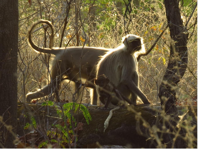 À Bandhavgarh