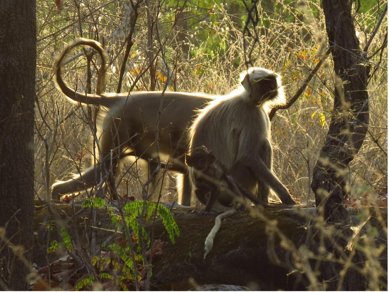 À Bandhavgarh