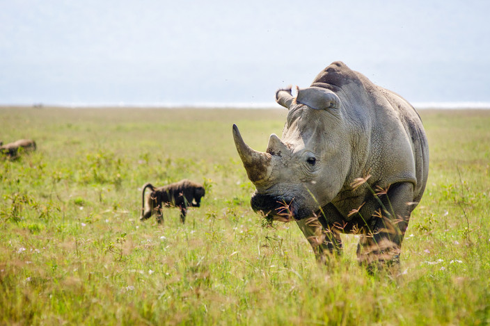 Parc national du lac Nakuru