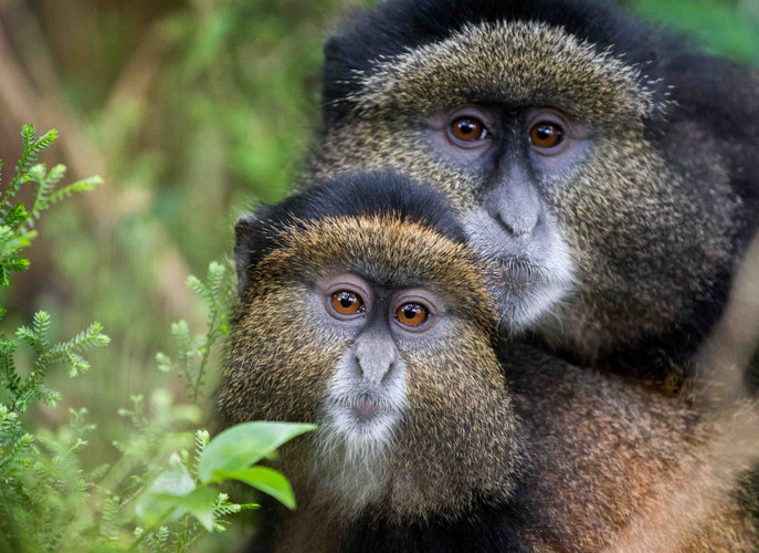 Golden Monkey trekking et transfert à Bwindi