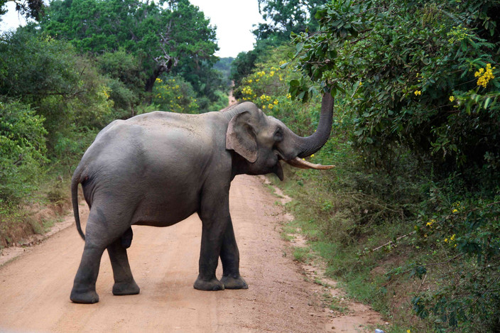 Partez en safari dans le Parc National de Yala