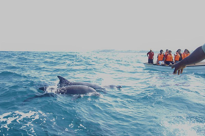 Dolphin Tour & Kizimkazi village