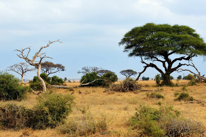 Parc National Amboseli