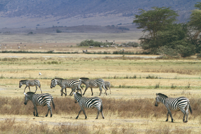 Mto Wambu - Parc de Serengeti