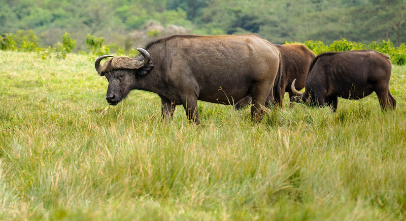 Arusha, Lac Natron