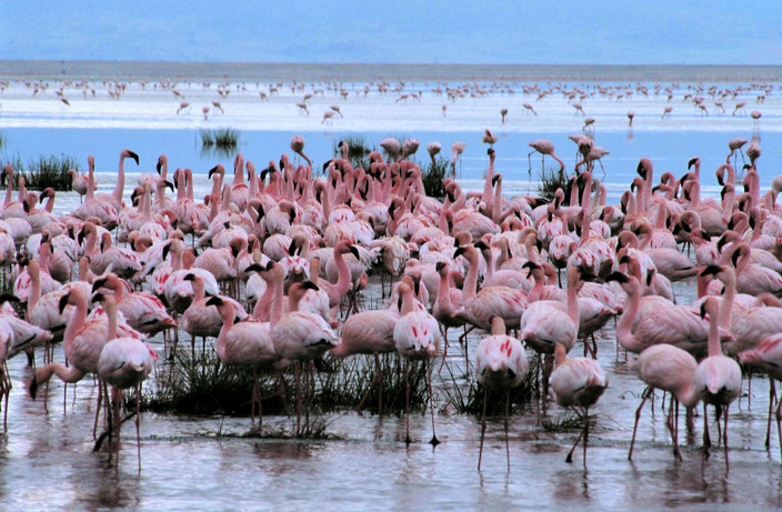 Visite du lac Eyasi - La tribu Hadzabe et Tindiga
