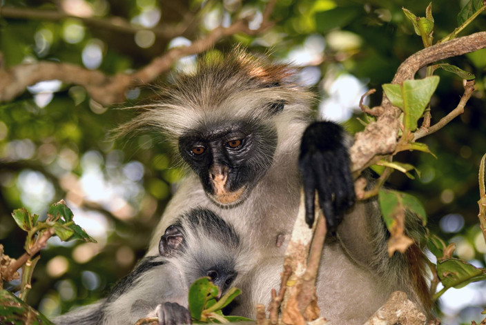 Observation des singes