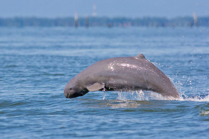 À la rencontre des dauphins et de la région
