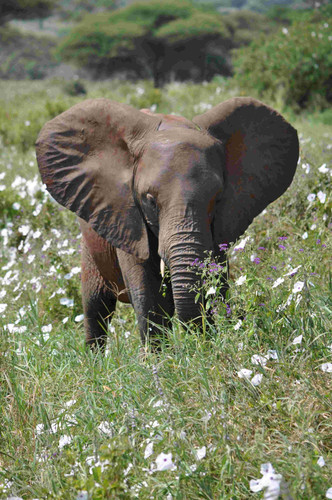 Tarangire National Park