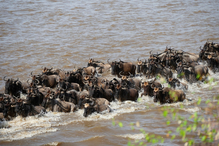 Observation de la migration des gnous dans le parc national du Serengeti du Nord