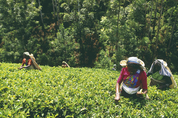 Immersion dans la culture du thé