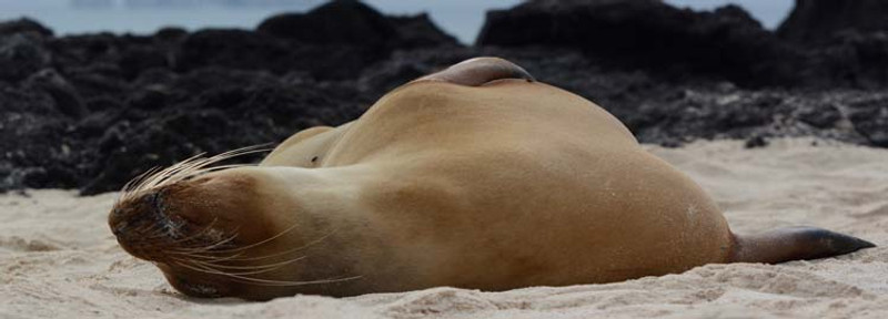 Un Lion Endormi en pleine mer...