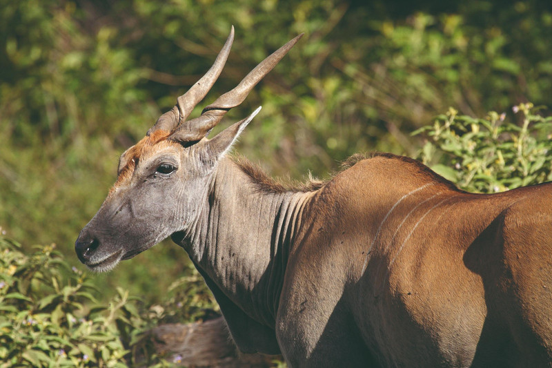 Arusha - Parc National de Tarangire