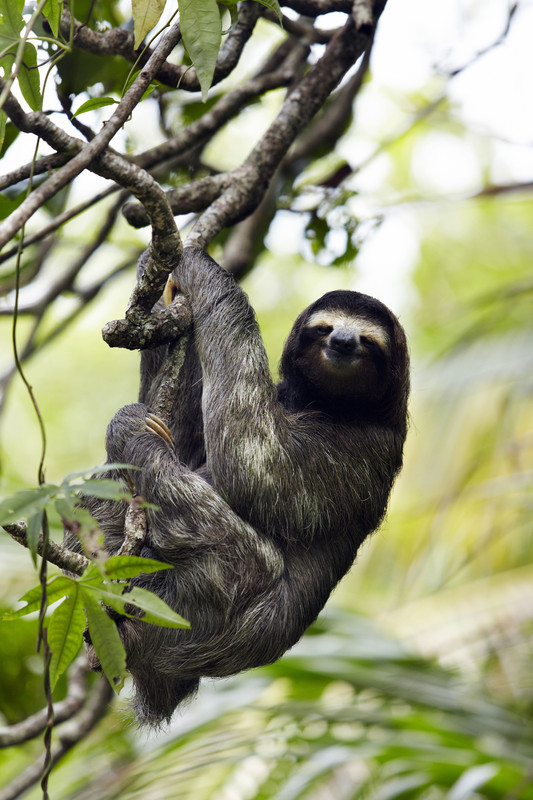 Puerto Viejo de Talamanca et le Parc National Cahuita