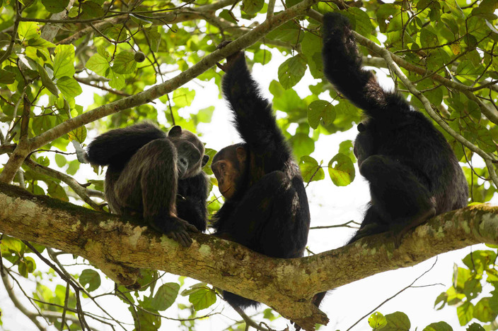 Chimpanzee trekking