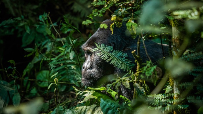 Aankomst in Entebbe & Transfer naar Mgahinga Nationaal Park